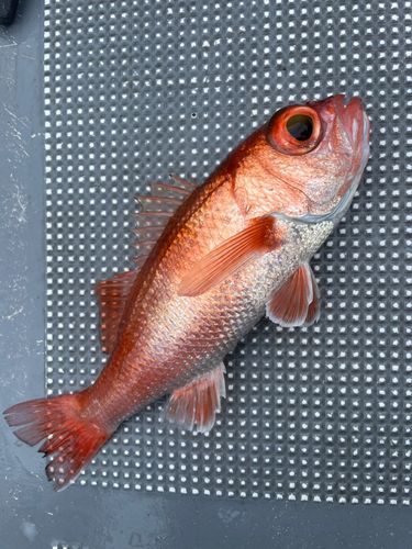 アカムツの釣果