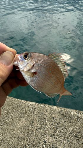 チャリコの釣果