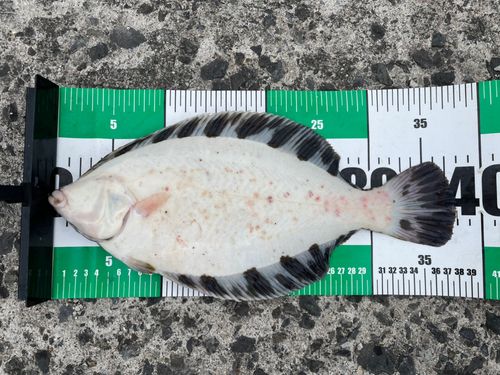 クロガシラガレイの釣果