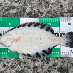 クロガシラガレイ