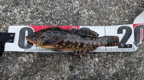 クジメの釣果