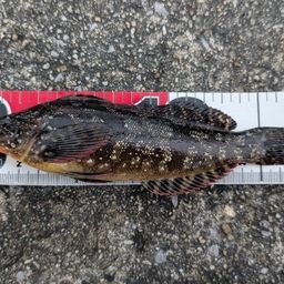 クジメ