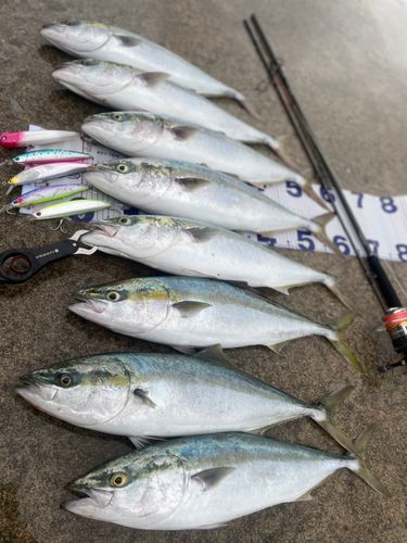 ワラサの釣果