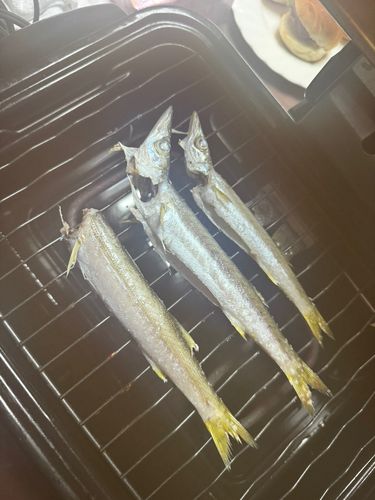 カマスの釣果