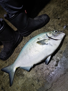 イスズミの釣果