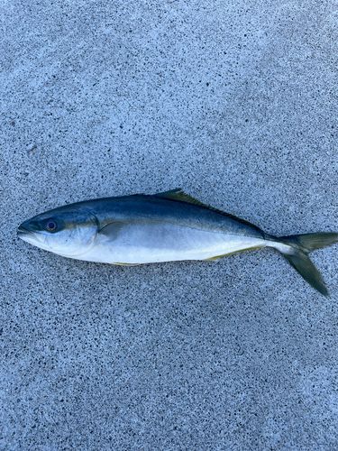 ワカシの釣果