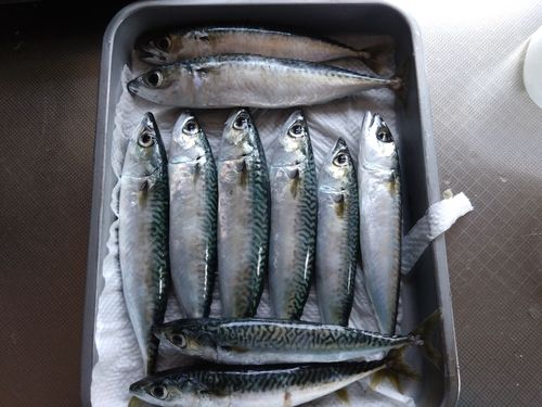 サバの釣果
