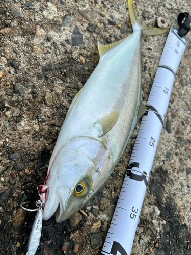 ヒラマサの釣果