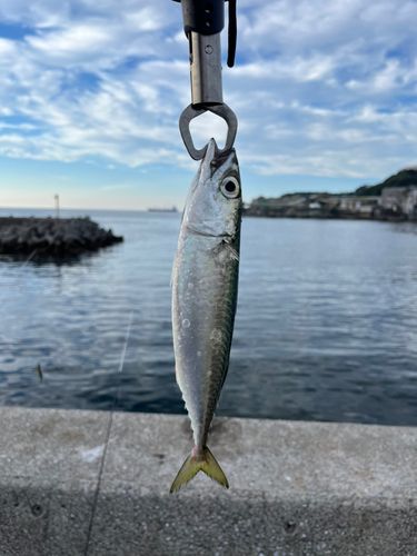 サバの釣果