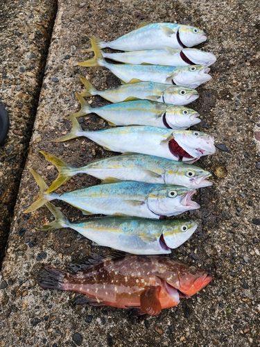 ワカシの釣果