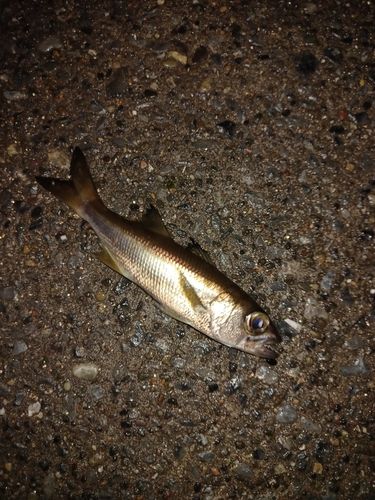ムツの釣果