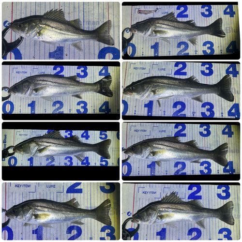 シーバスの釣果