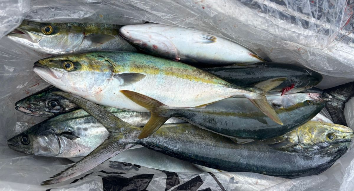 タムケンさんの釣果 3枚目の画像