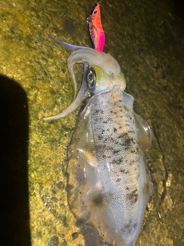 エソの釣果