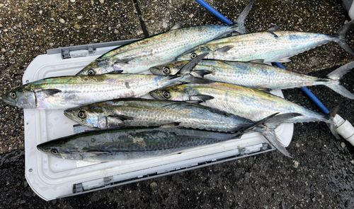 サゴシの釣果