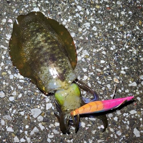 アオリイカの釣果