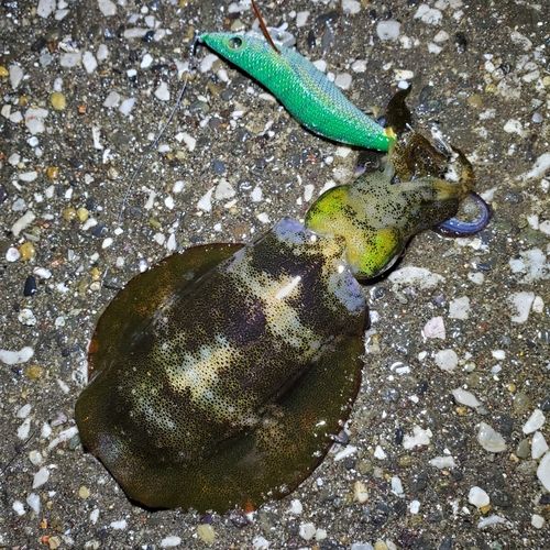アオリイカの釣果