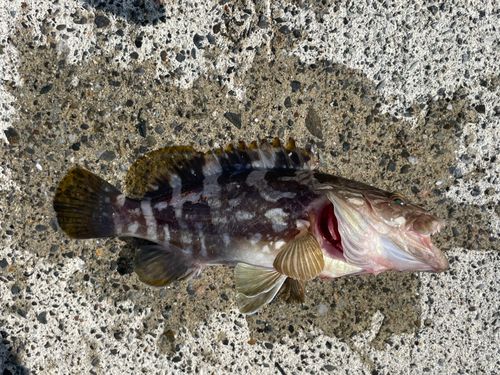 クエの釣果