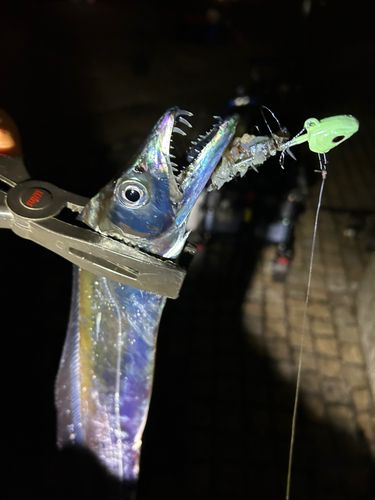 タチウオの釣果