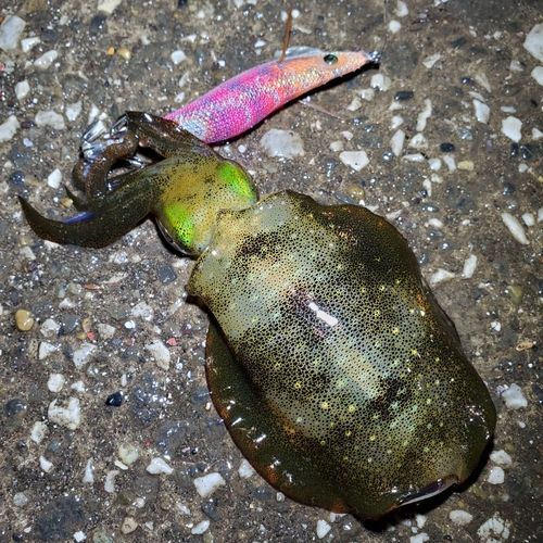 アオリイカの釣果