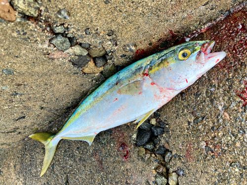 コゾクラの釣果
