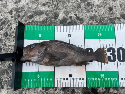 エゾメバルの釣果