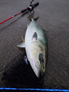 ワラサの釣果