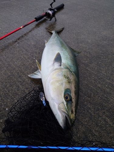 ワラサの釣果