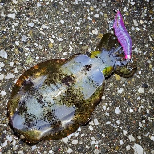 アオリイカの釣果