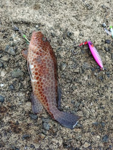 オオモンハタの釣果