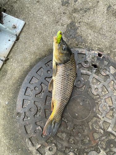 コイの釣果