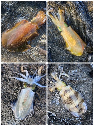 アオリイカの釣果