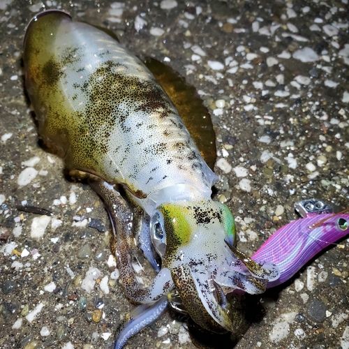 アオリイカの釣果
