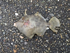 カワハギの釣果
