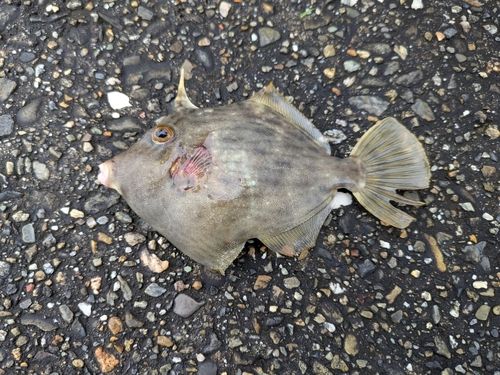 カワハギの釣果