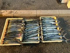 サゴシの釣果