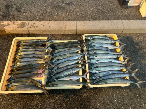 サゴシの釣果