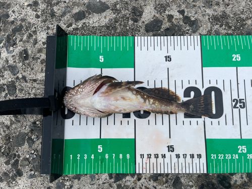 カジカの釣果