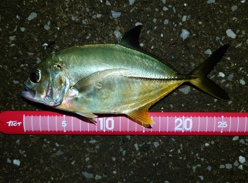 メッキの釣果