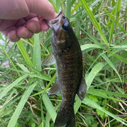 スモールマウスバス