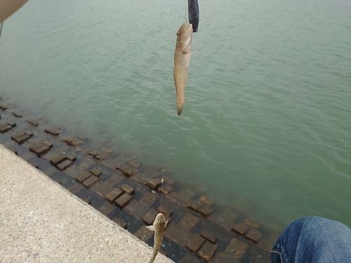 ハゼの釣果