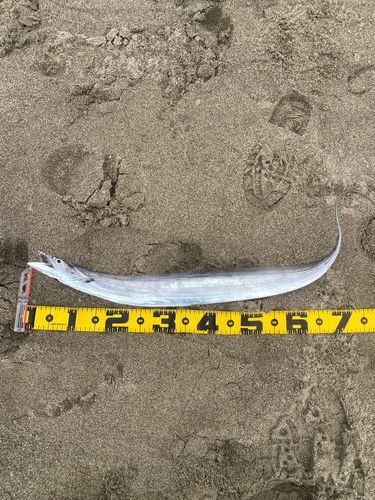 タチウオの釣果