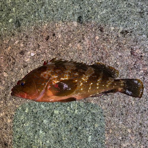 キジハタの釣果