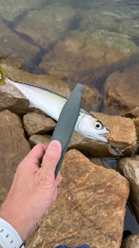 サバの釣果