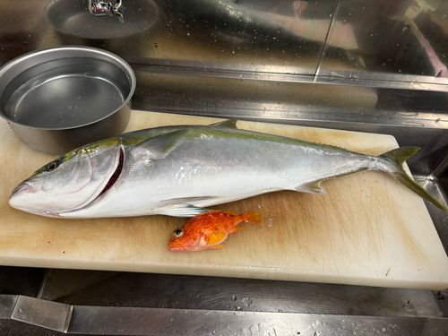 ハマチの釣果