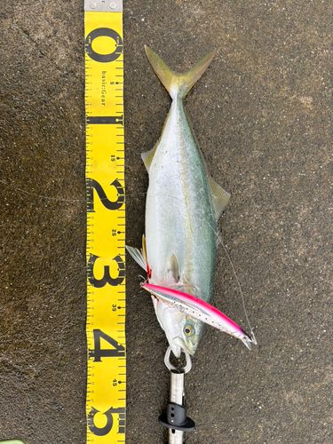 ツバスの釣果