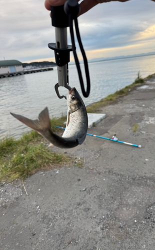 サヨリの釣果