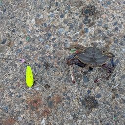 ワタリガニ