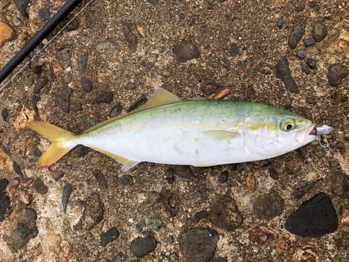 ワカシの釣果