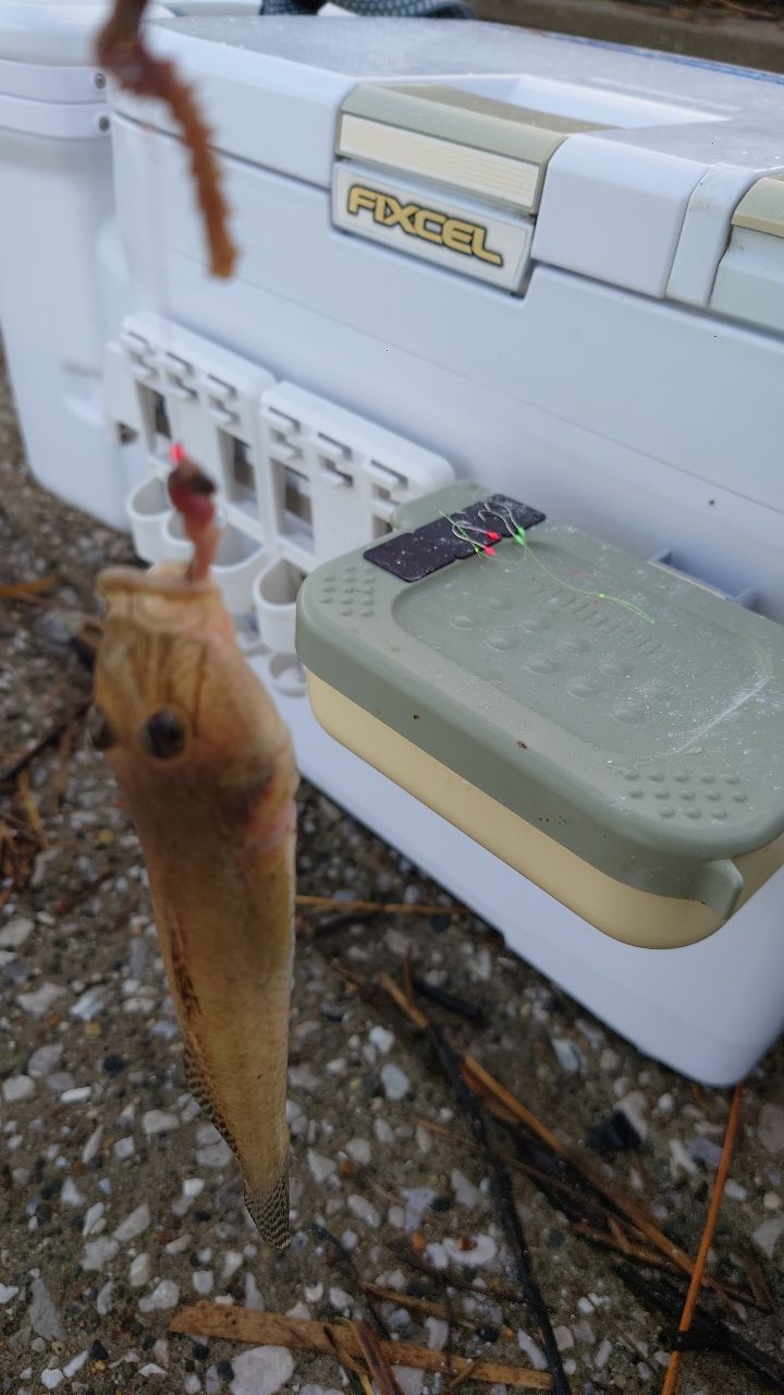 マハゼ